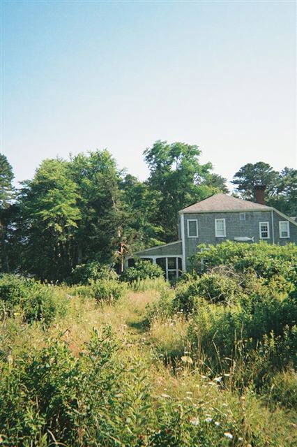 Overgrown yard with wild brush and tall weeds before landscaping — Charlottesville, VA