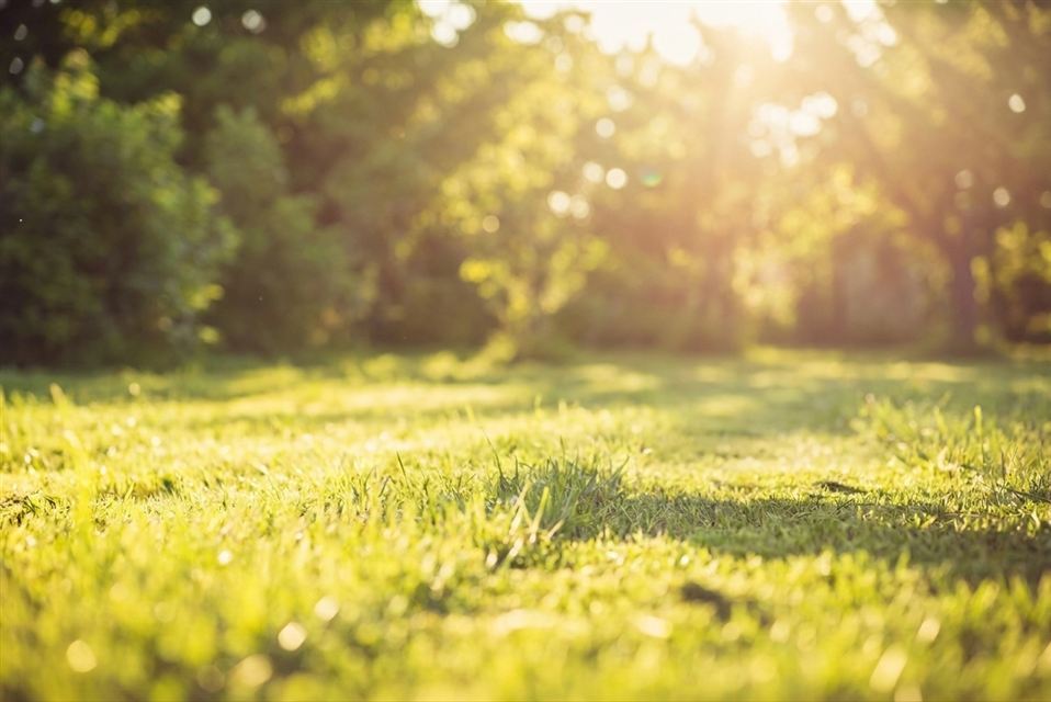 Freshly mowed, evenly cut lawn in evening light — lawn mowing service Charlottesville, VA, after