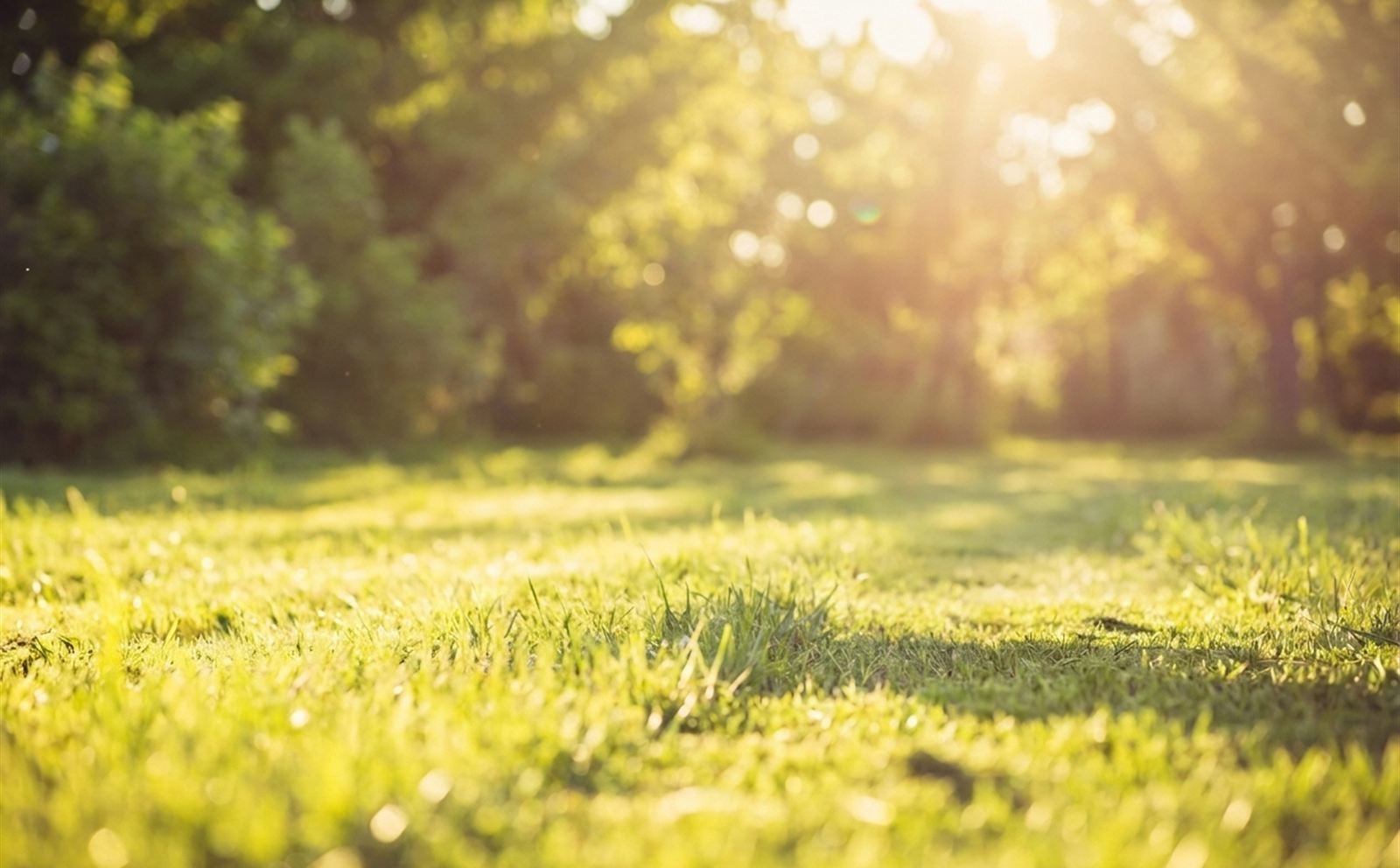 Freshly mowed residential lawn with clean stripe lines — lawn care in Earlysville, VA