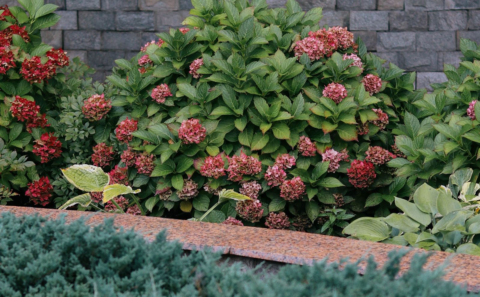 Landscaped garden bed with flowering shrubs and stone border — landscaping in Charlottesville, VA