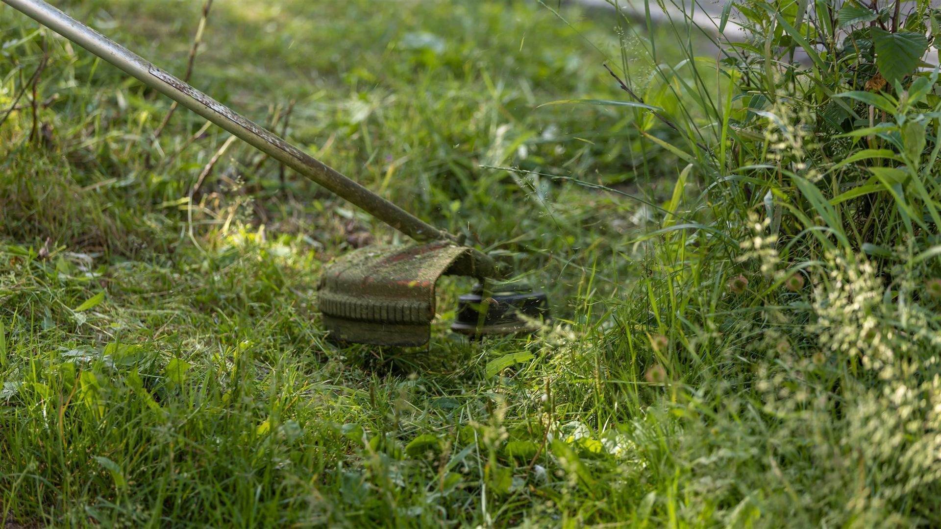 Lawn care service Charlottesville, VA — trimmer edging a residential lawn
