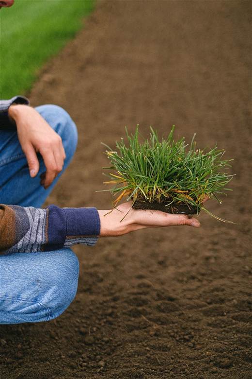 Hand holding a core-aerated turf plug with soil — aeration and overseeding service