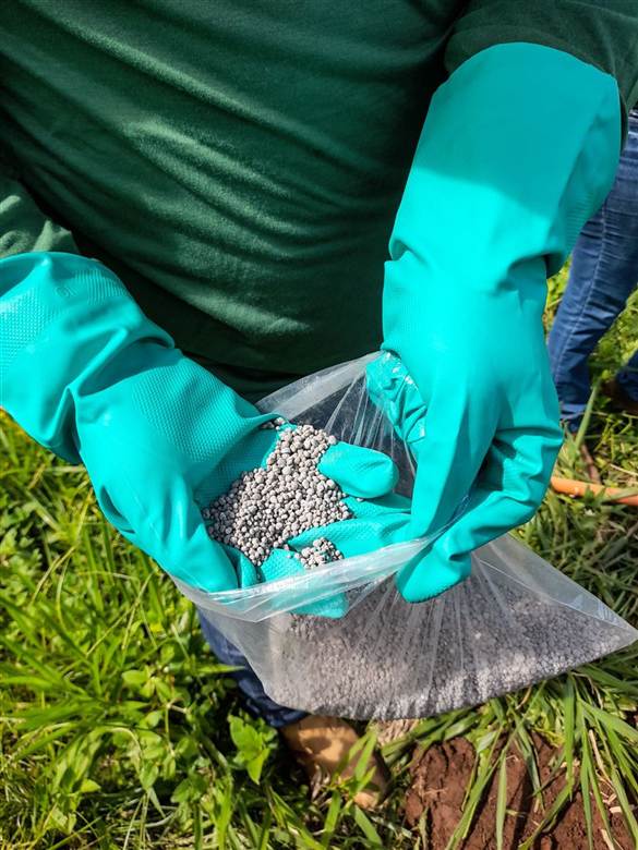 Gloved hands holding granular fertilizer — lawn fertilization service
