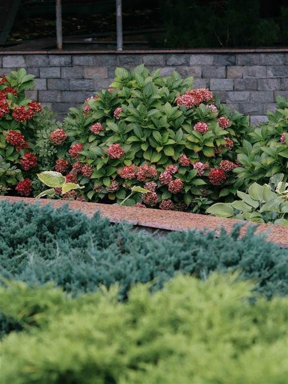 Flowering hydrangea bed against a stone wall — landscaping service, Charlottesville, VA