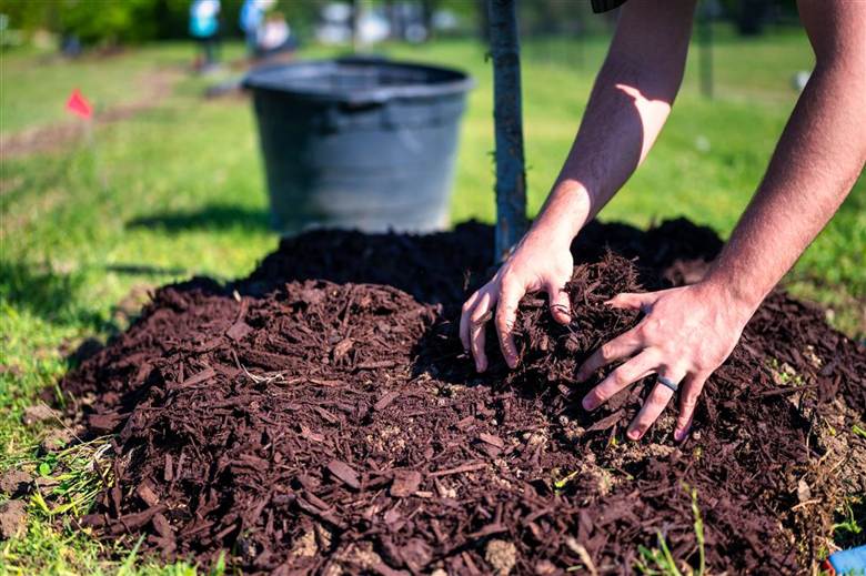 Hands spreading fresh mulch around a tree base — mulching service