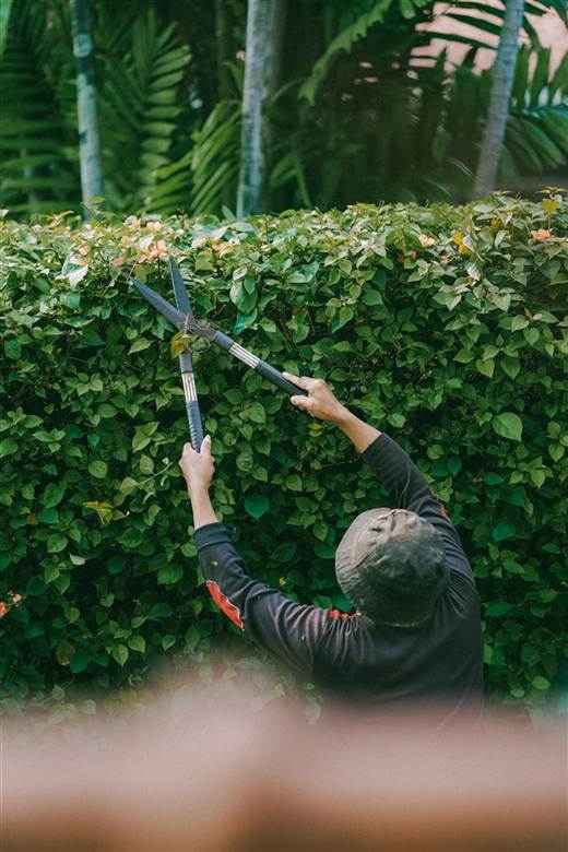 Hand shears trimming a flowering hedge — tree and shrub care service