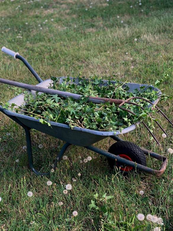 Wheelbarrow full of pulled weeds and vines — weed control service
